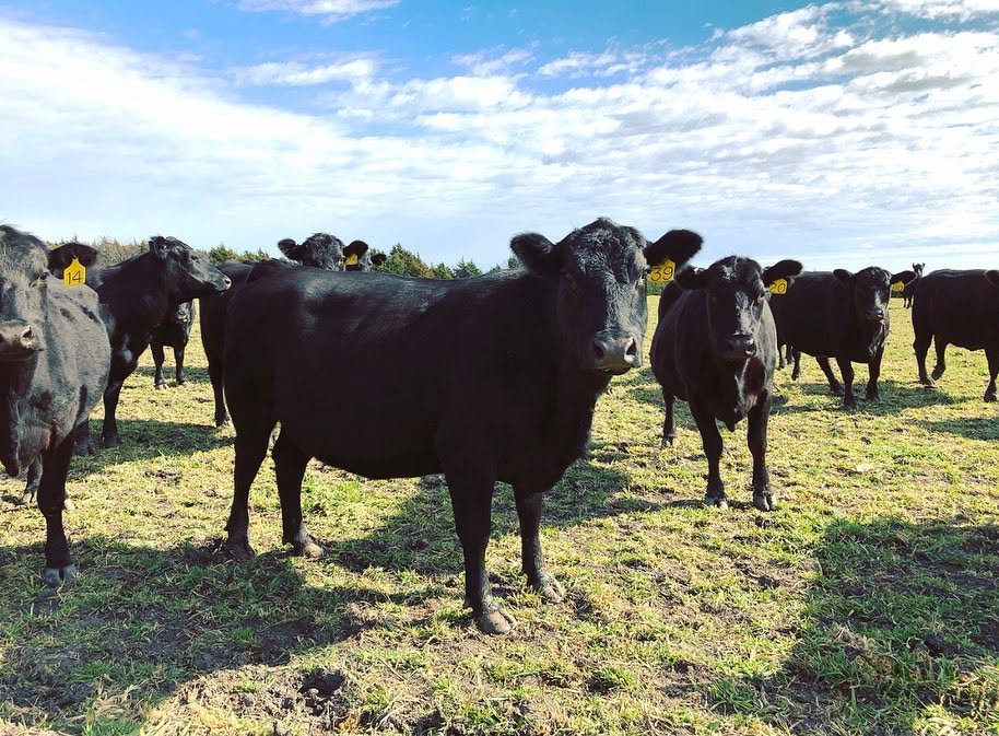 REGISTERED BLACK ANGUS & HEREFORD CATTLE