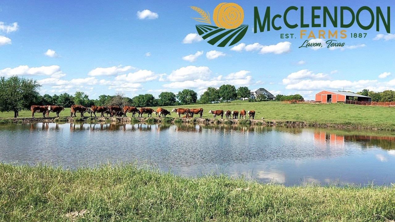 McClendon Farms cattle by the pond in Lavon, Texas